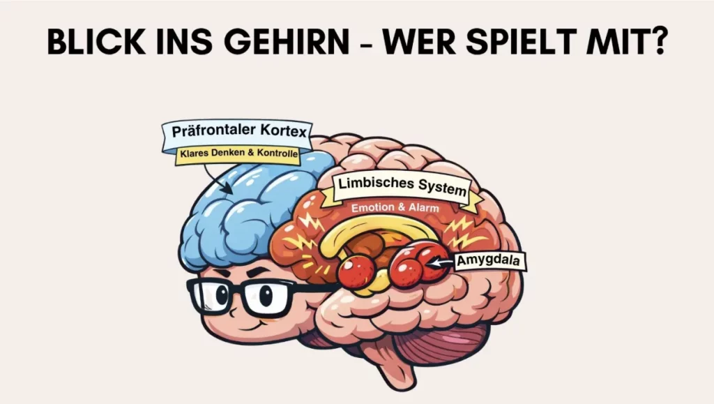 Blick ins Gehirn